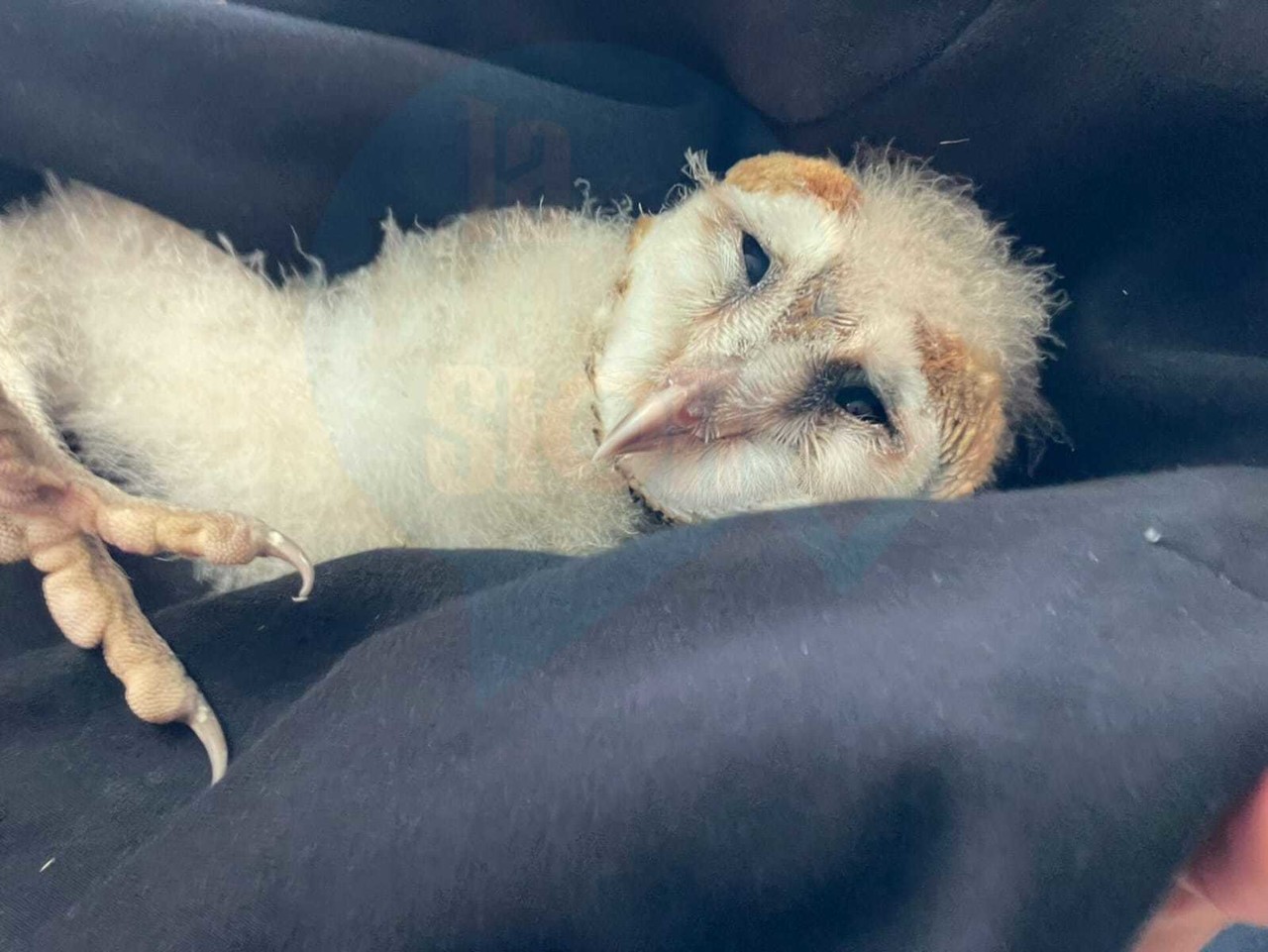 Esta mañana dos jóvenes encontraron en carretera una cría de lechuza que llevaron a protección civil Victoria. Foto: Redes sociales