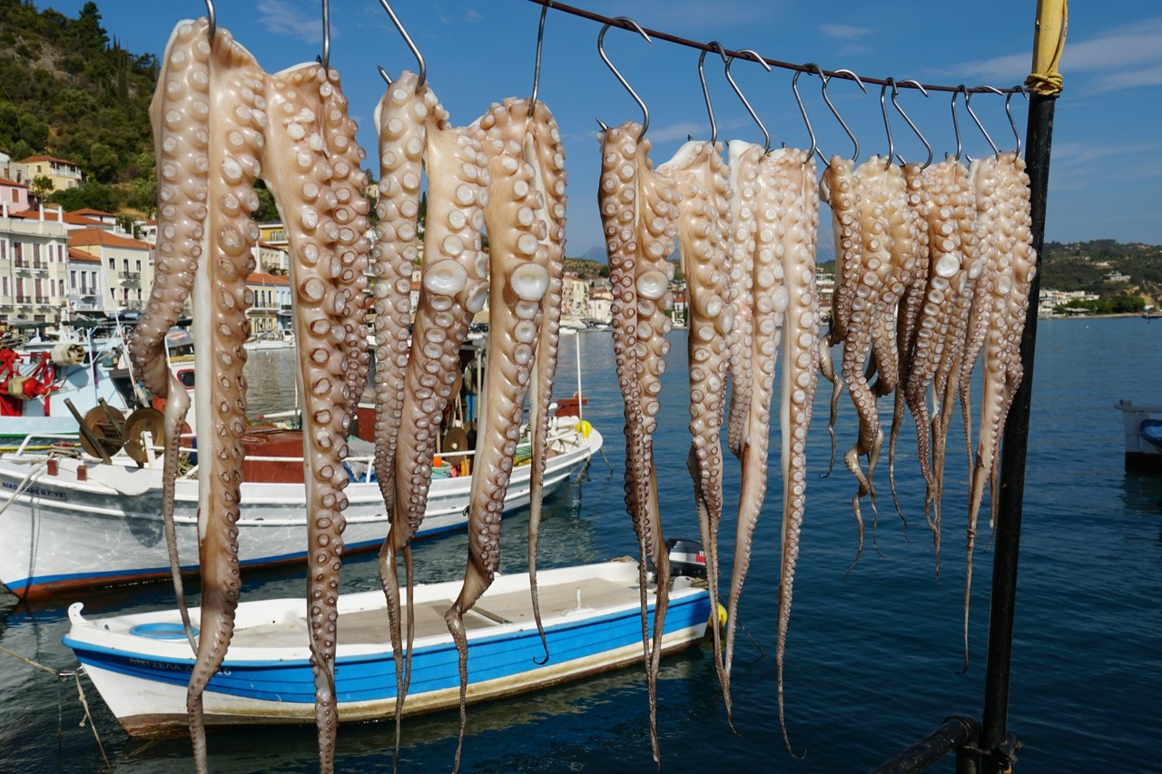 La extensión de la temporada de pesca de pulpo será hasta el 31 de diciembre de 2024. Foto: @unsplash