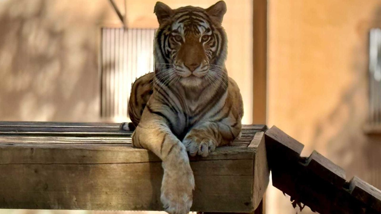 Foto: Zoológico Sahuatoba Durango, en Facebook.