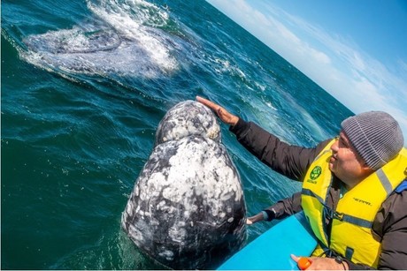 3 Datos sorprendentes sobre el avistamiento de ballena gris en BCS que no sabías