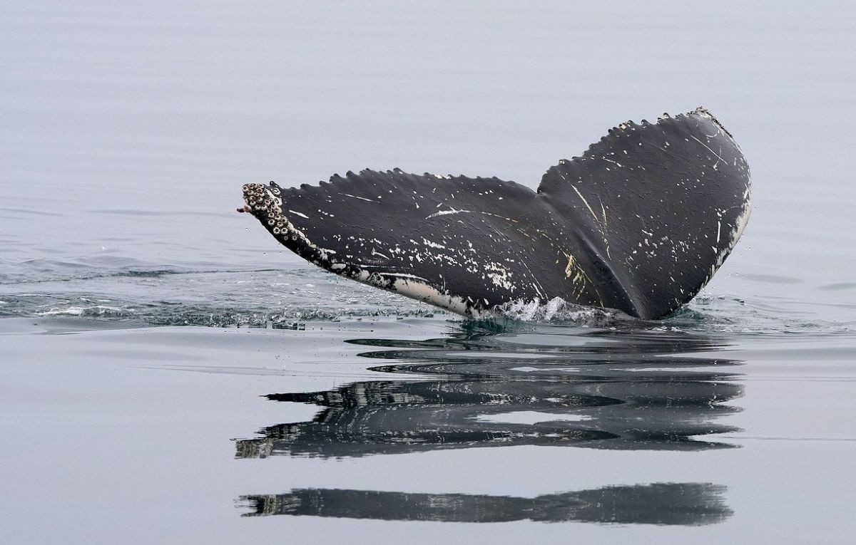 Ballena gris en Baja California Sur. Foto: Makabera /Pixabay