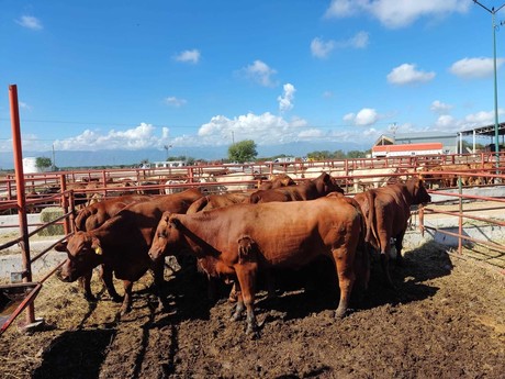 Ganado en pie Tamaulipas: Cierre de la frontera golpea el precio del becerro