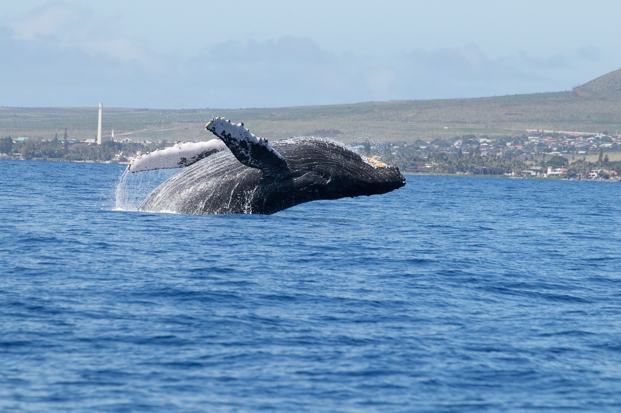 La temporada de avistamiento de ballenas en Los Cabos ya inició. Foto: Pixabay