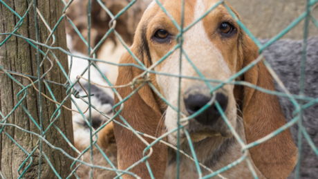 Maltrato animal en Yucatán, ¿cuáles son los actos o conductas para definir los casos?