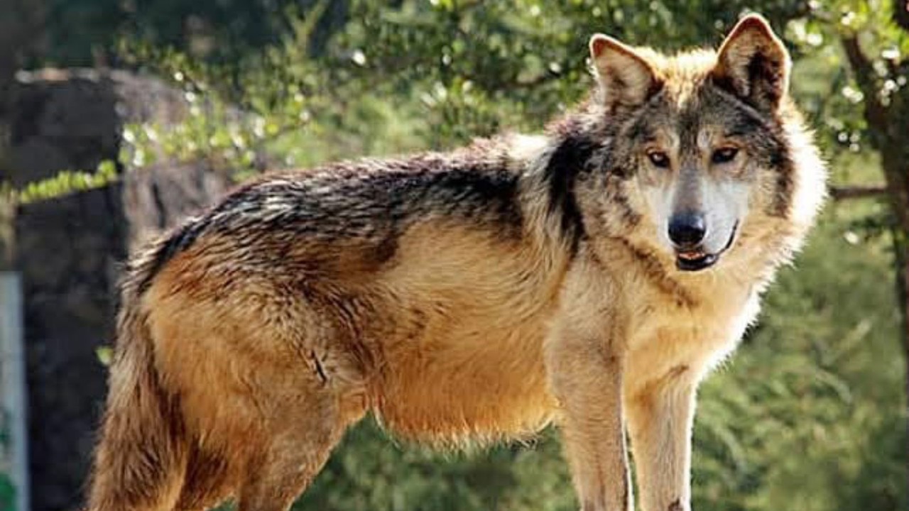 Ejemplar del Lobo Gris Mexicano. Foto: Cabañas y Parque Ecológico “El Tecuán”.