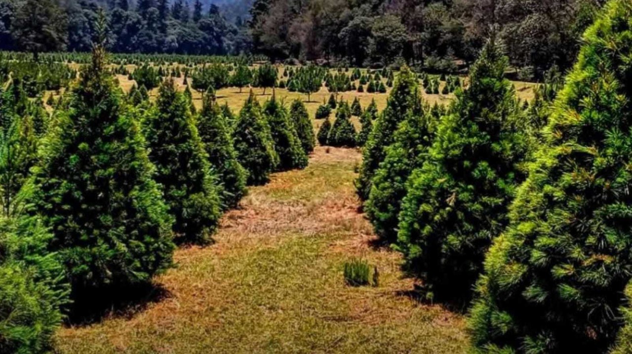 ¿Todavía no compras tu arbolito de Navidad? Aquí puedes encontrar uno cerca de Edomex. Foto: Subsecretaría de Turismo del Gobierno del Estado de México