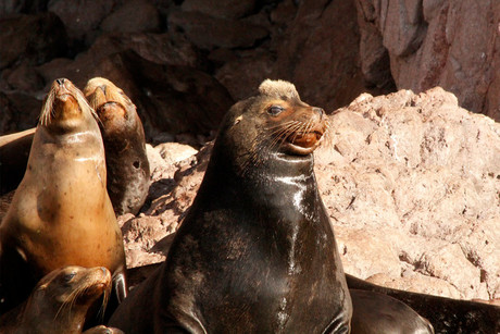 La isla del Pacífico de Sudcalifornia que es ideal para observar lobos marinos