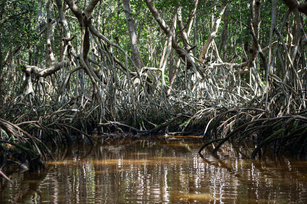 Hay varias rutas para poder disfrutar de los atractivos naturales de la Reserva de la Biosfera de Ría Celestún.- Fuente Feri Linage 