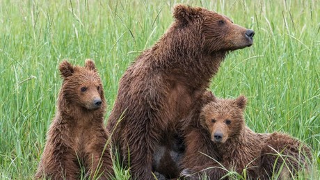 Estas son las acciones que tomará San Pedro ante el constante avistamiento de osos en la ciudad