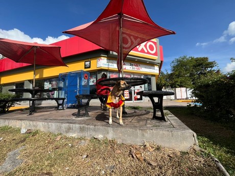 Oxxo Mérida tiene un ayudante perruno entre sus filas en Caucel