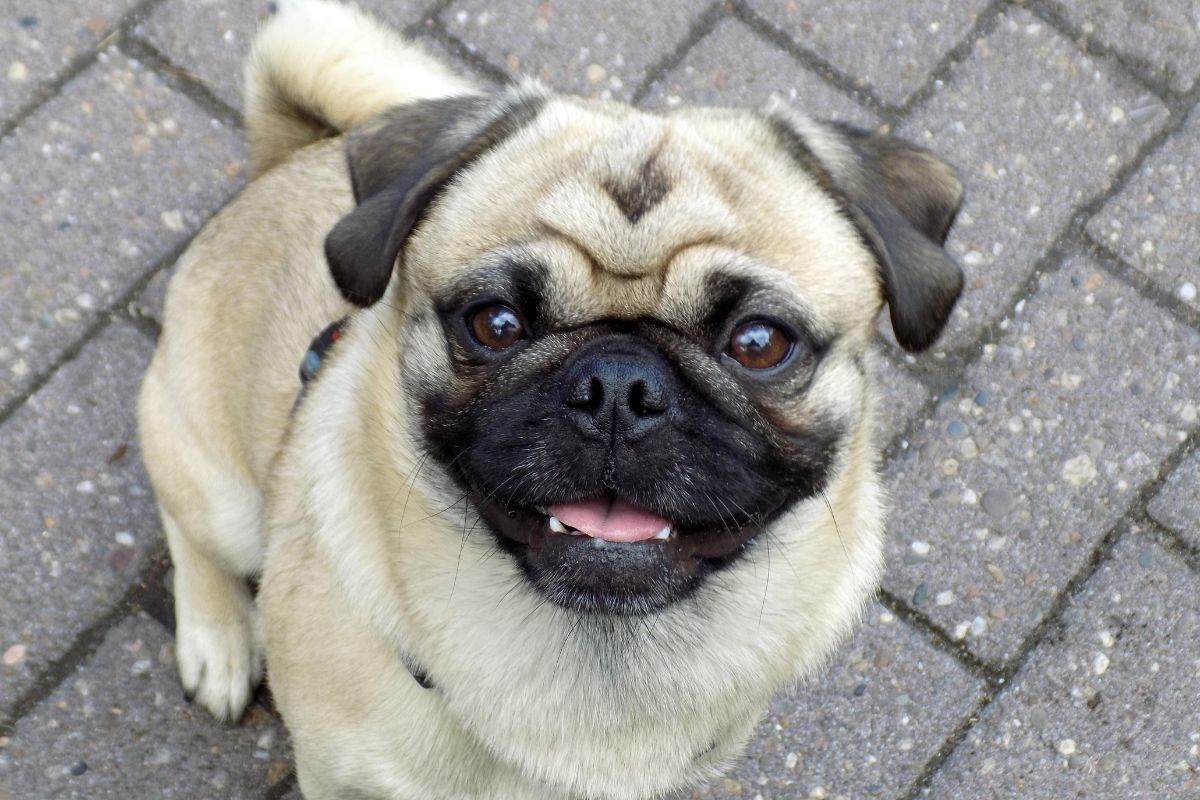 Perro Pug. Foto: Canva