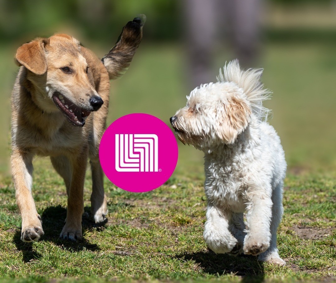 Perros jugando con sus nuevos collares de Liverpool. Foto: Canva/Liverpool.