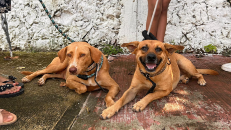 Trabajadores del Ayuntamiento de Mérida se certifican en materia de bienestar animal