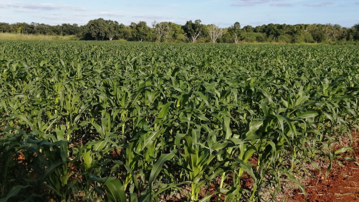 Milpa yucateca Foto: Gobierno de México