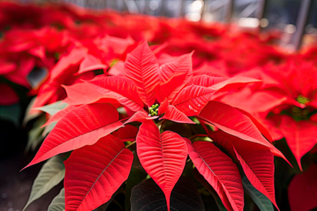 Navidad 2024: ¿Cómo trasplantar tu flor de Nochebuena para mantenerla viva por más tiempo?