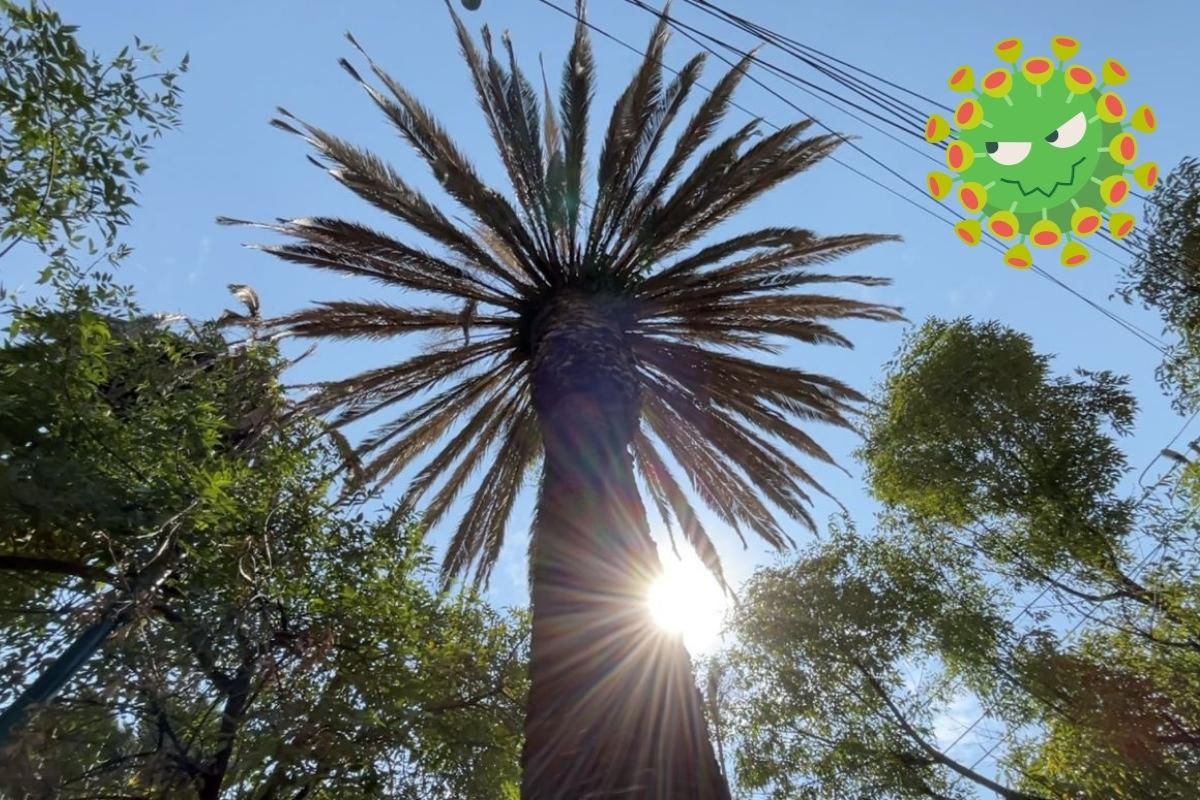 Palmera en CDMX Foto portada, crédito: Unam.mx / edición Canva