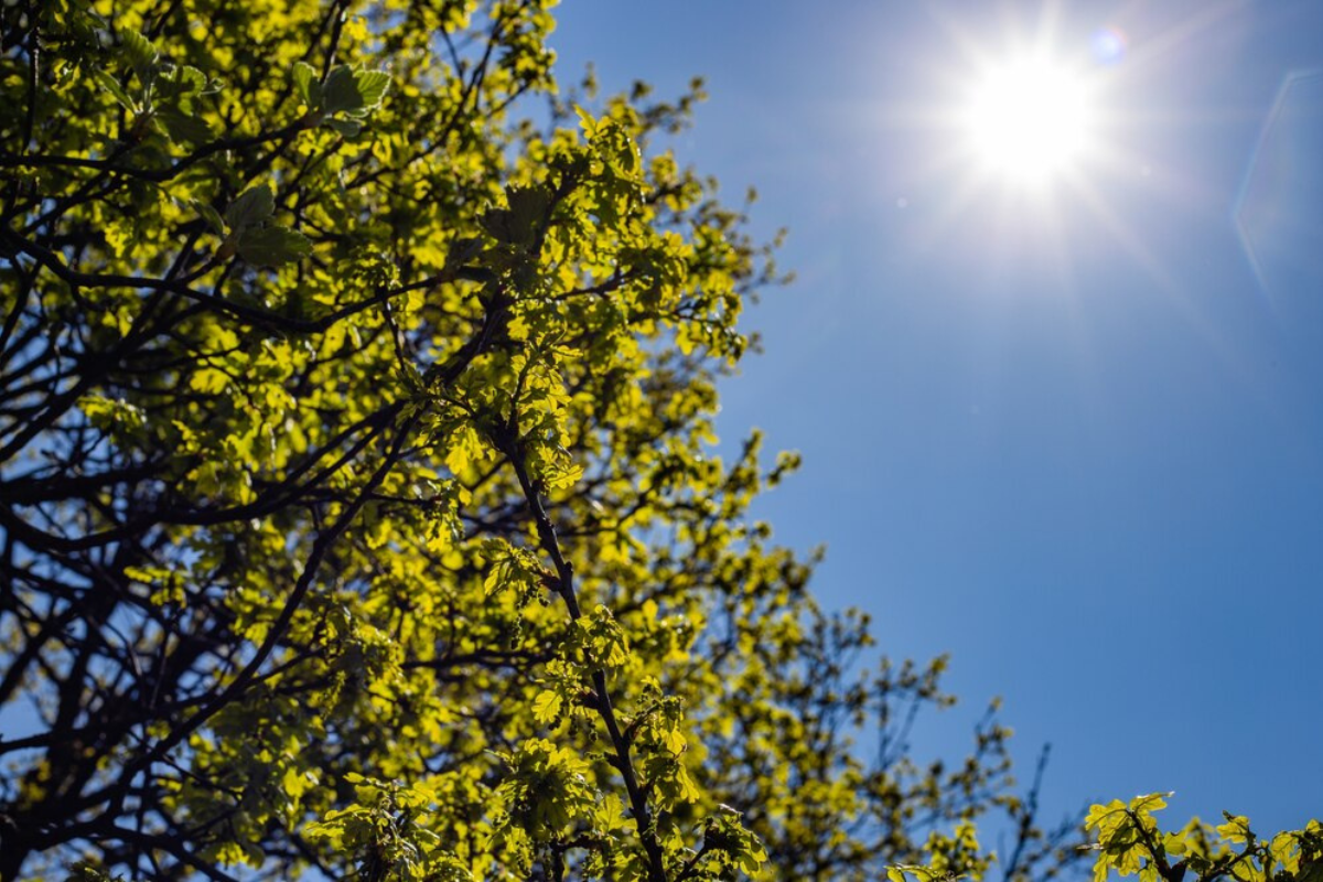 Día soleado para Tamaulipas. Foto: Freepik