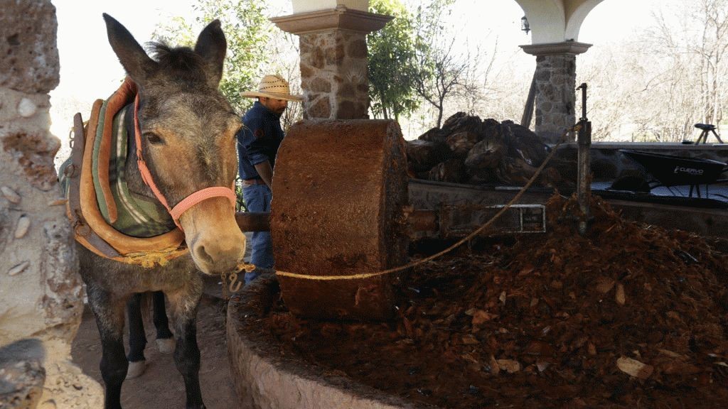 Imagen ilustrativa del proceso de elaboración del mezcal. Foto: Secretaría de Turismo del Estado de Durango.