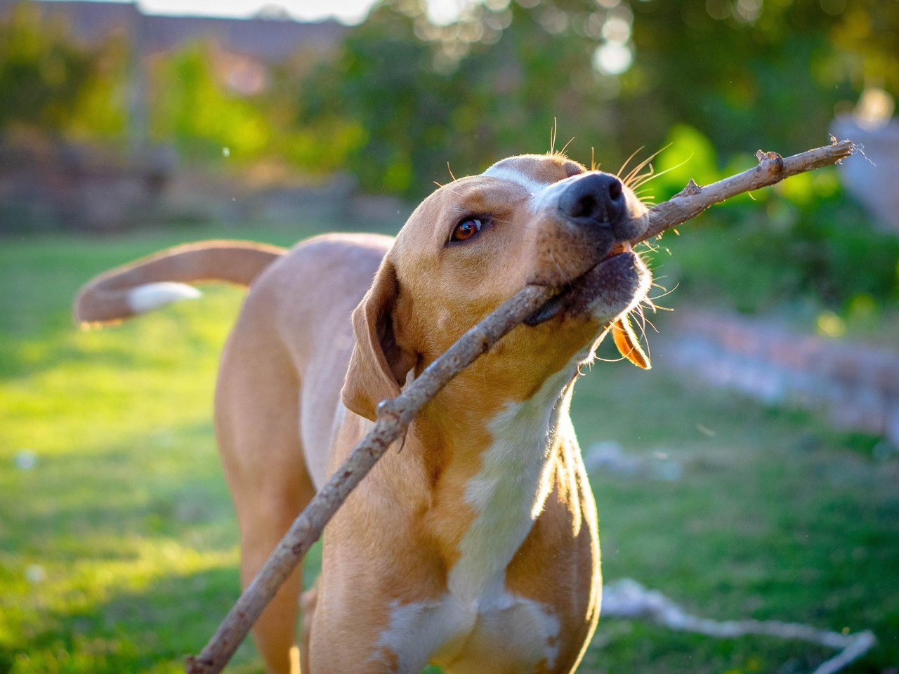 El Código Penal de Yucatán establece sanciones severas por envenenar animales, como gatos y perros, que puede llegar a aplicar años de prisión.- Fuente Canva