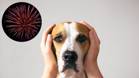 Navidad 2024: ¿Por qué la pirotecnia en puede ser peligrosa para los perros?