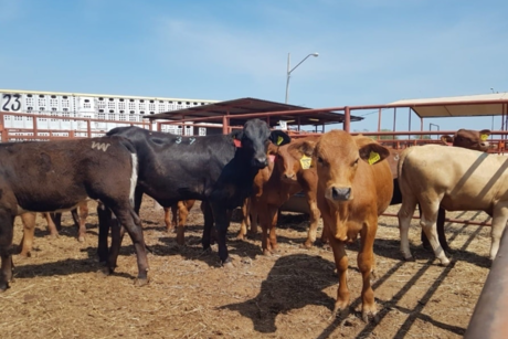 Ganadería en Tamaulipas: ¿Cuánta carne se produce en el estado?