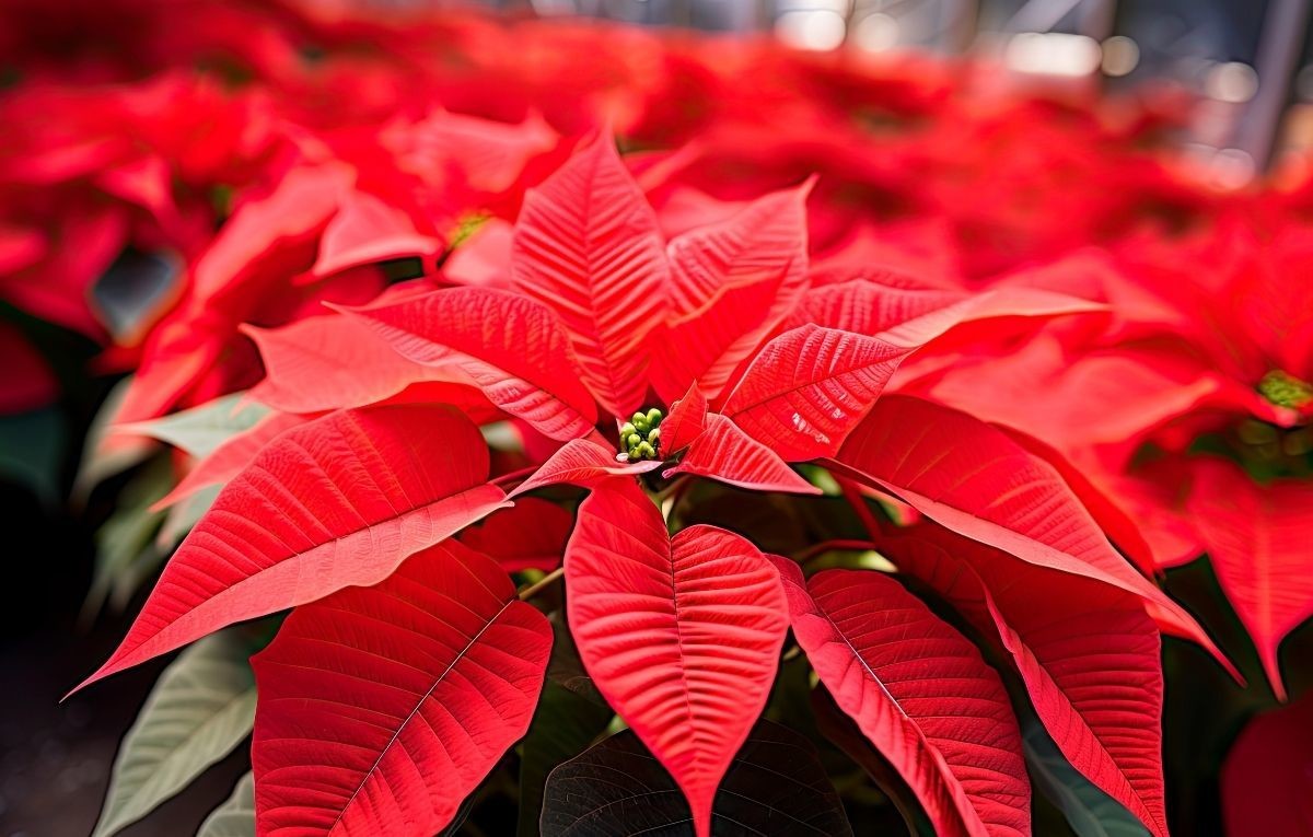 4 opciones para cambiar la flor de Nochebuena esta navidad. Foto: Freepik