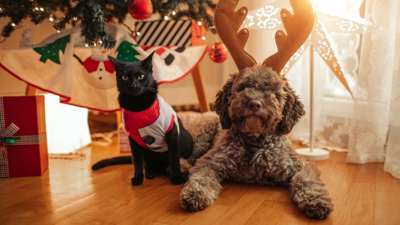 Protege a tus mascotas del frío para mantenerlas saludables. Foto: Canva.