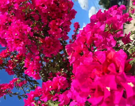 ¿Cuáles son las flores que solo crecen en Yucatán?