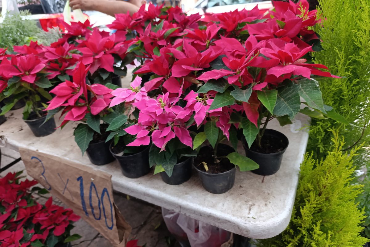 La flor de la Nochebuena son las adornan nuestros hogares en esta temporada. Foto: Sanju Pineda