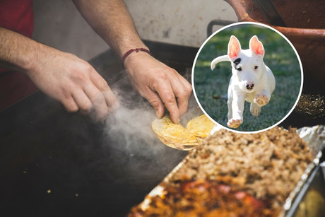 Maltrato animal en Apodaca: autoridades buscan a taquero por arrojar aceite a perrito