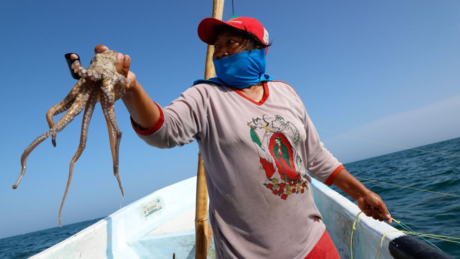 ¿Está funcionando la extensión de la captura de pulpo en Yucatán?