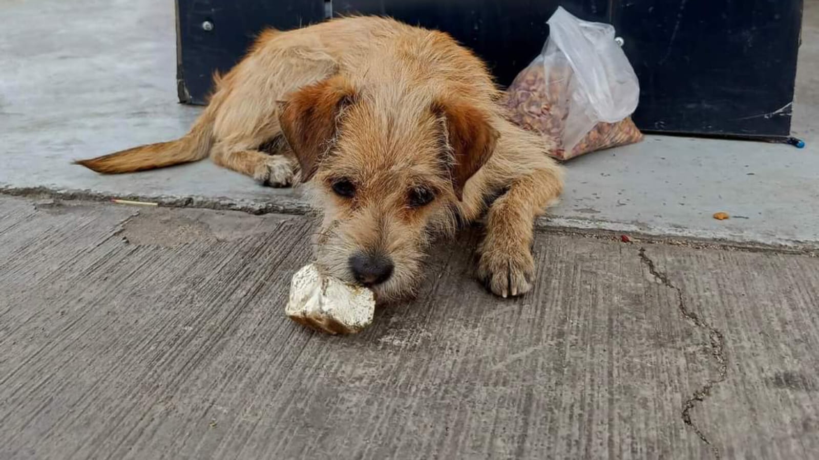 Este es Gasolín, el perrito que adoptó una gasolinera y no han sabido de él en una semana. Foto: Facebook/ Ru VaRi.