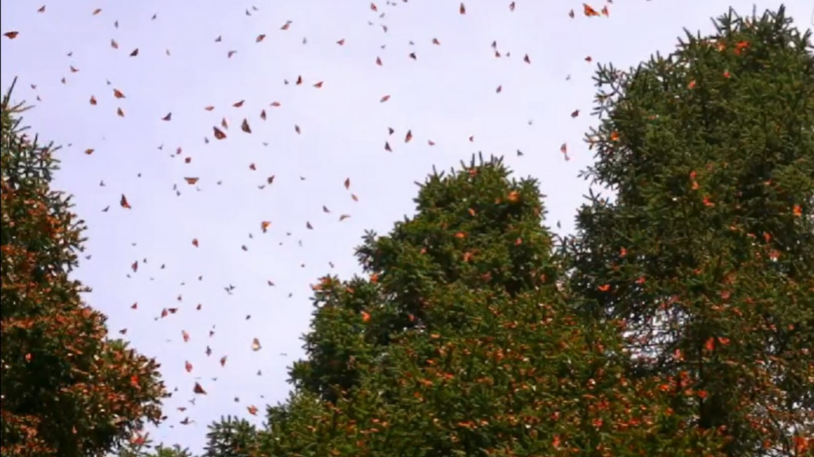 Desaparece la mariposa monarca de Macheros. Foto: Captura de pantalla 