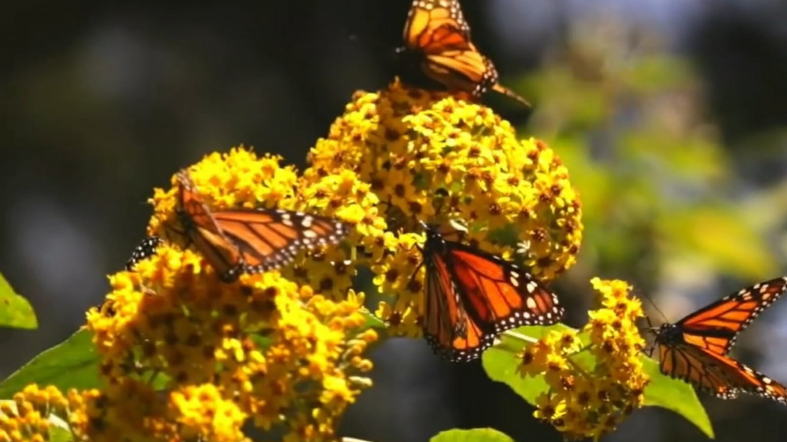 Desaparece la mariposa monarca de Macheros. Foto: Captura de pantalla 