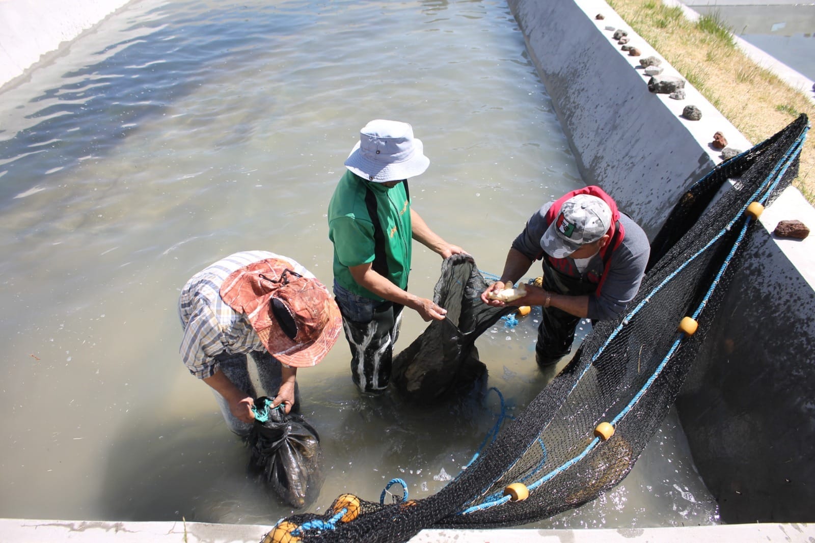Se busca producir más de 46 millones de carpas en granjas acuícolas en Edoméx. Foto: Gob. de Edoméx