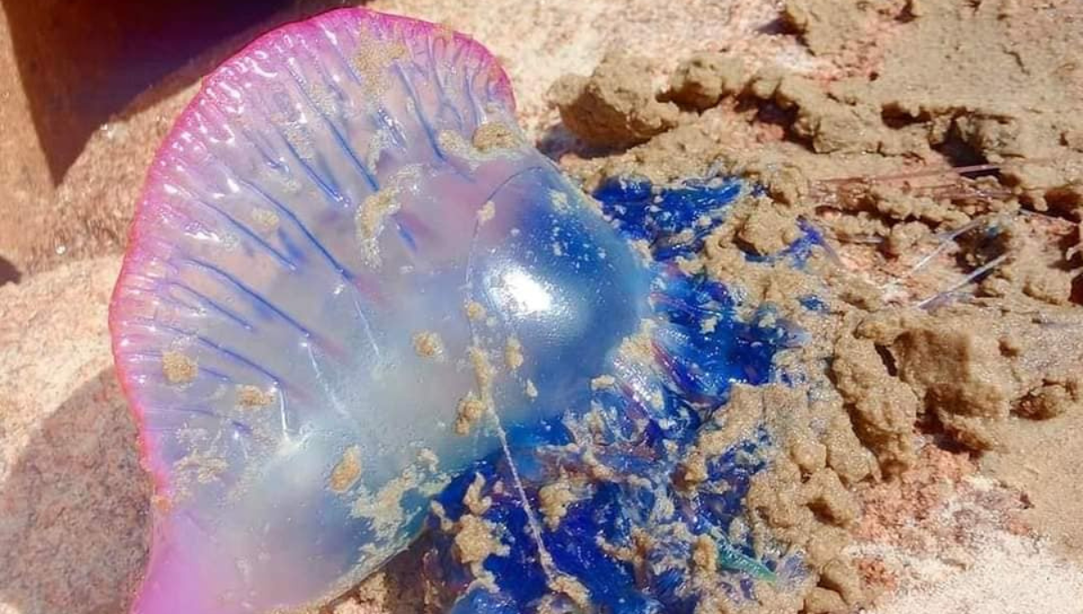 falsa medusa 
