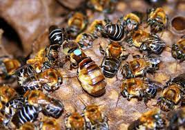 enjambre de abejas meliponas 
