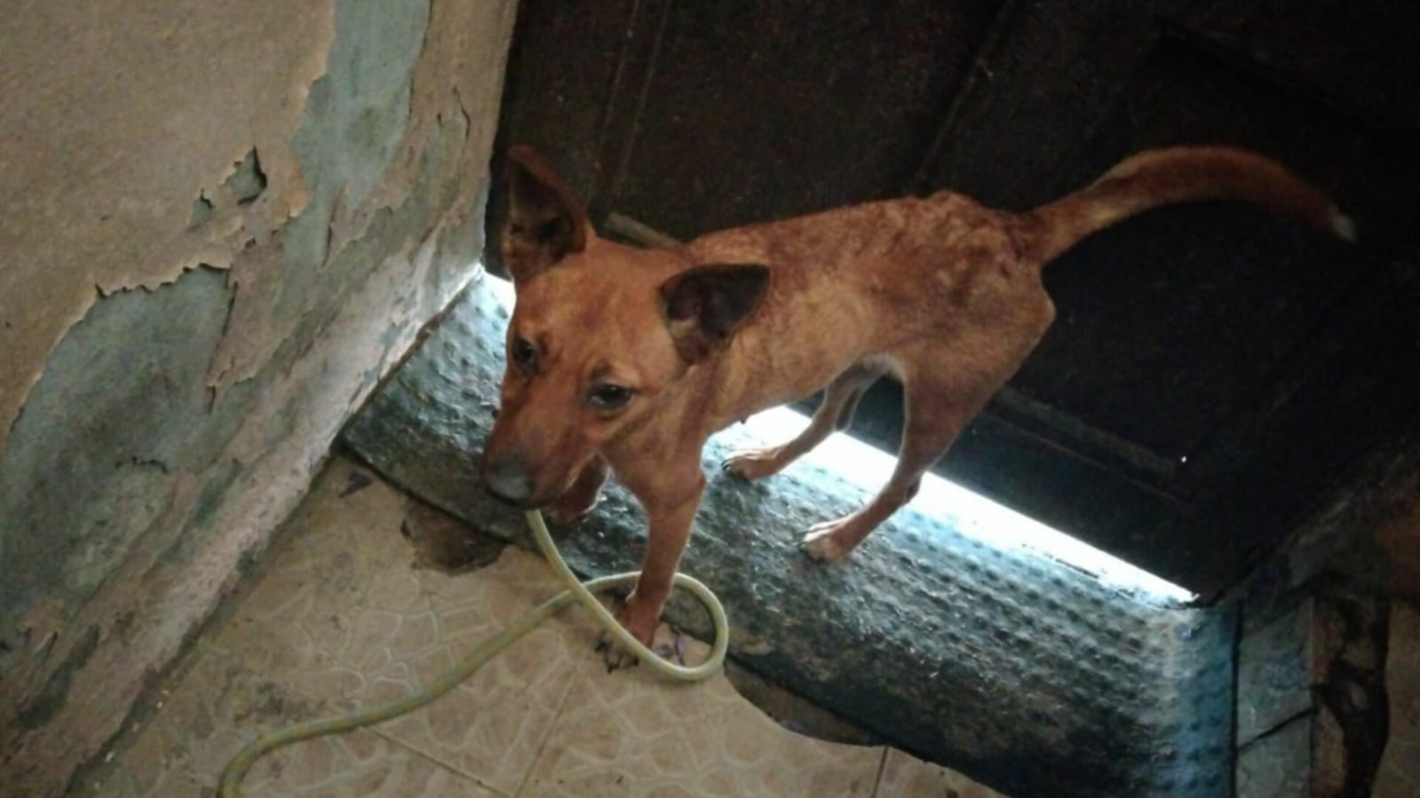 Rescatan 27 perros de una casa en Atizapán. Foto: FGJEM
