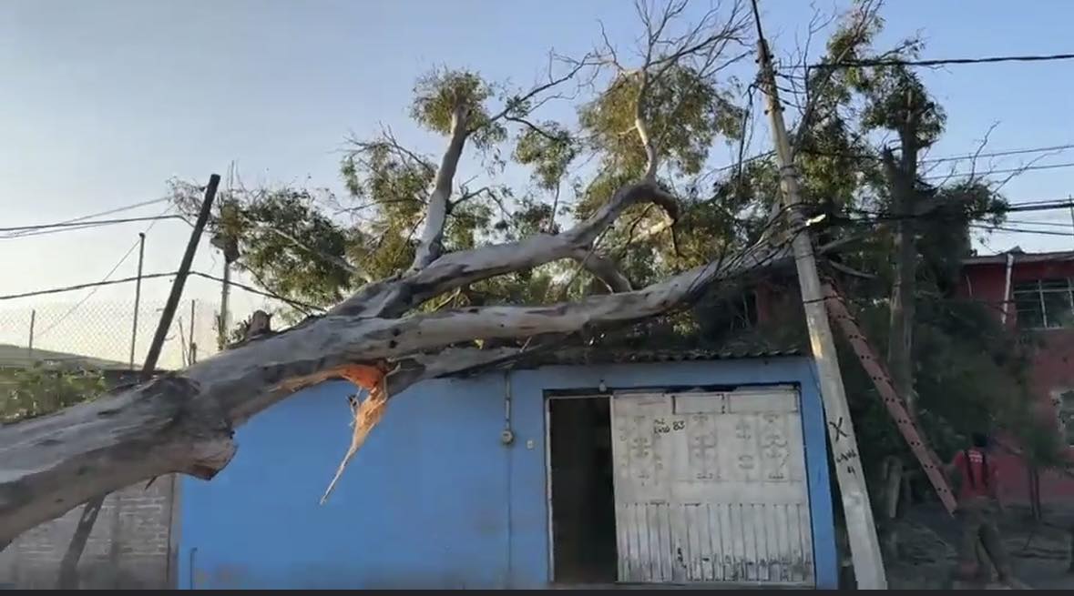 Cae árbol sobre una casa en Ecatepec, no hay heridos. Foto: FB Está del Carajo Ecatepec 