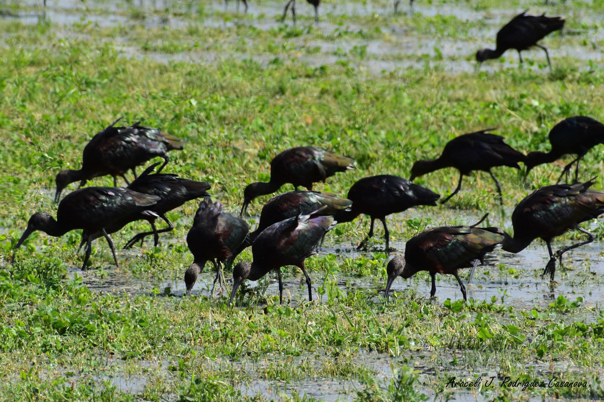 Por sequía no llegan 150 mil aves migratorias a la laguna de Zumpango. Foto: FB Biodiversidad de la Laguna de Zumpango 