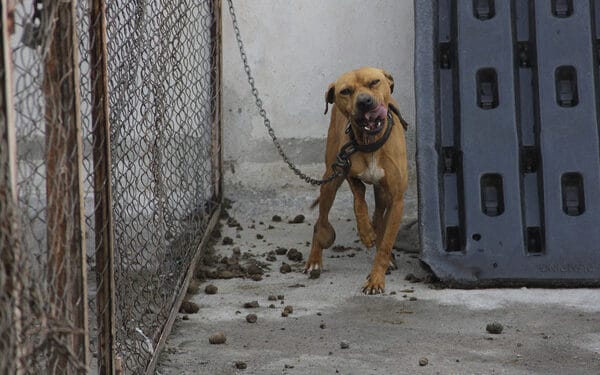Exigen penas más severas contra el maltrato animal en Neza. Foto: Agencia Enfoque