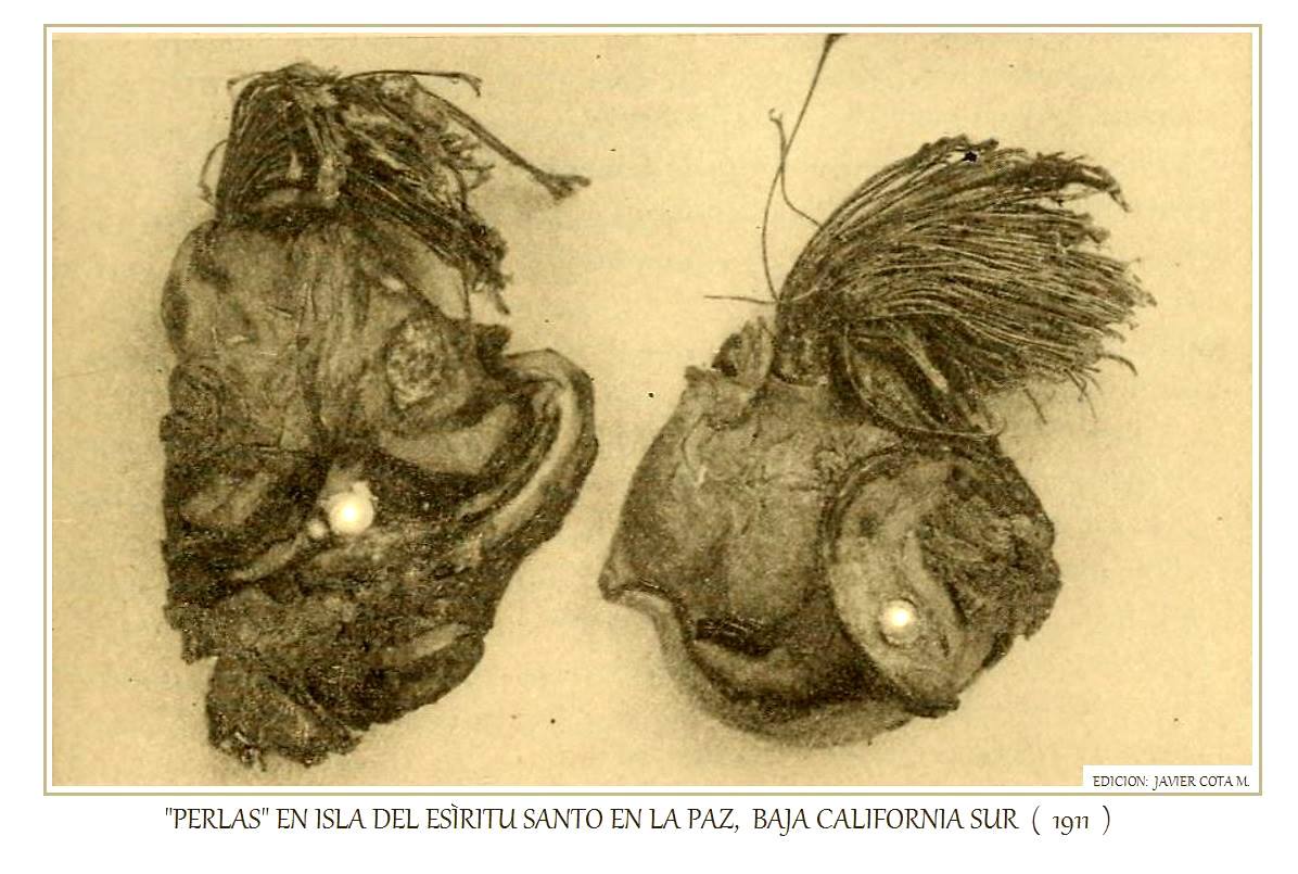 Dos Perlas en la Isla del Espiritu Santo B.C.S. Durante la Fiebre Perlifera en el Golfo de California.