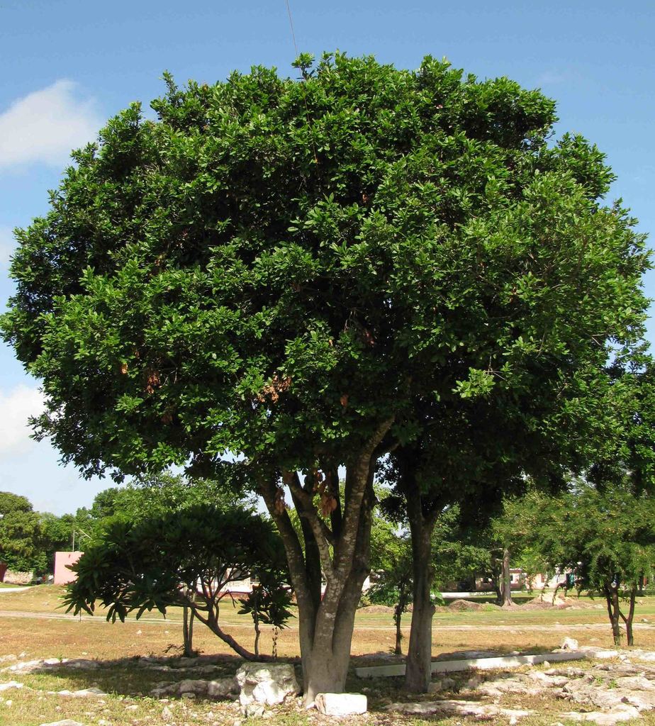 árbol de guaya 