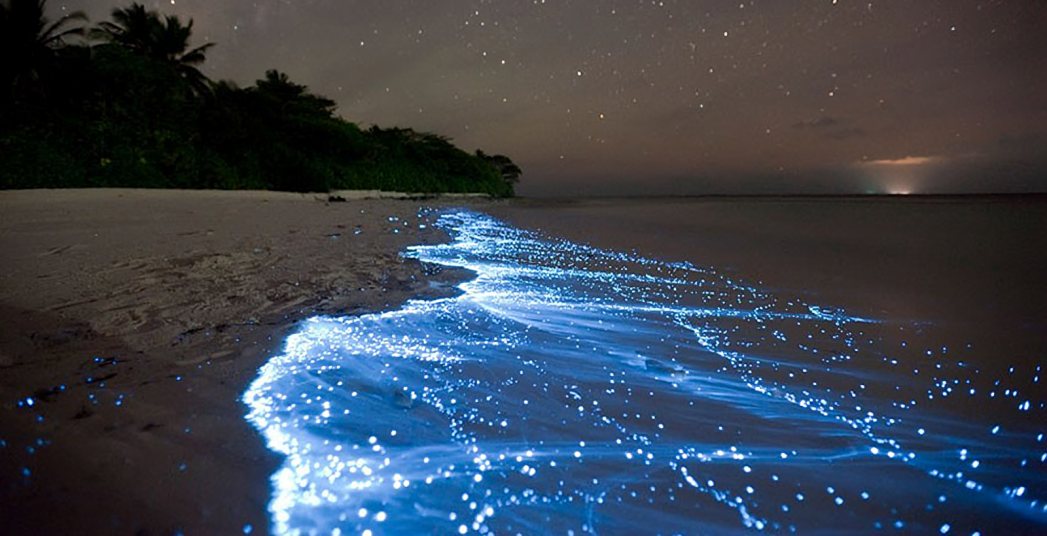 ¿Qué es la bioluminiscencia?