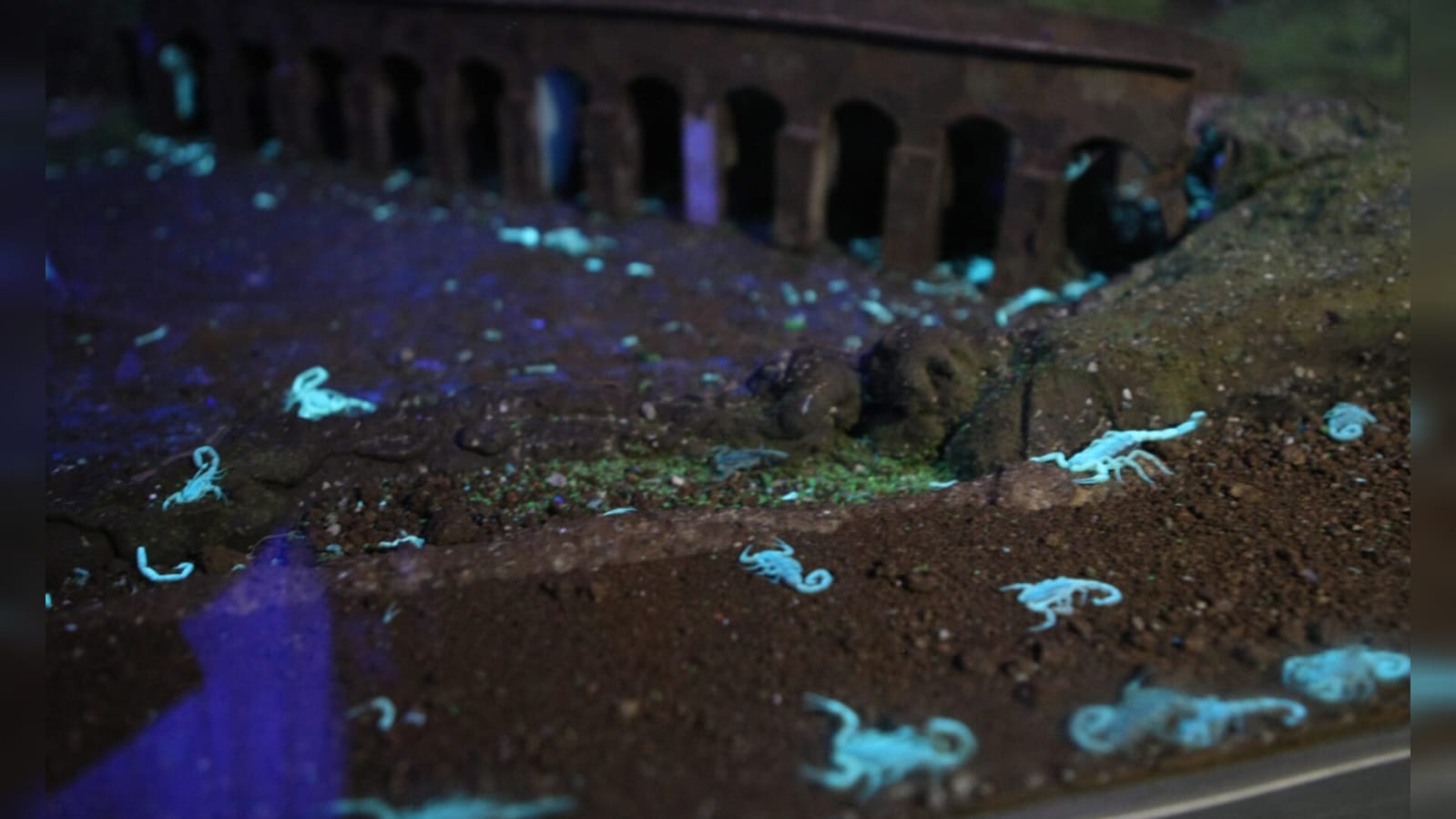 Alacranes en cautiverio iluminados con luz ultravioleta. Foto: Isaura Retana. 