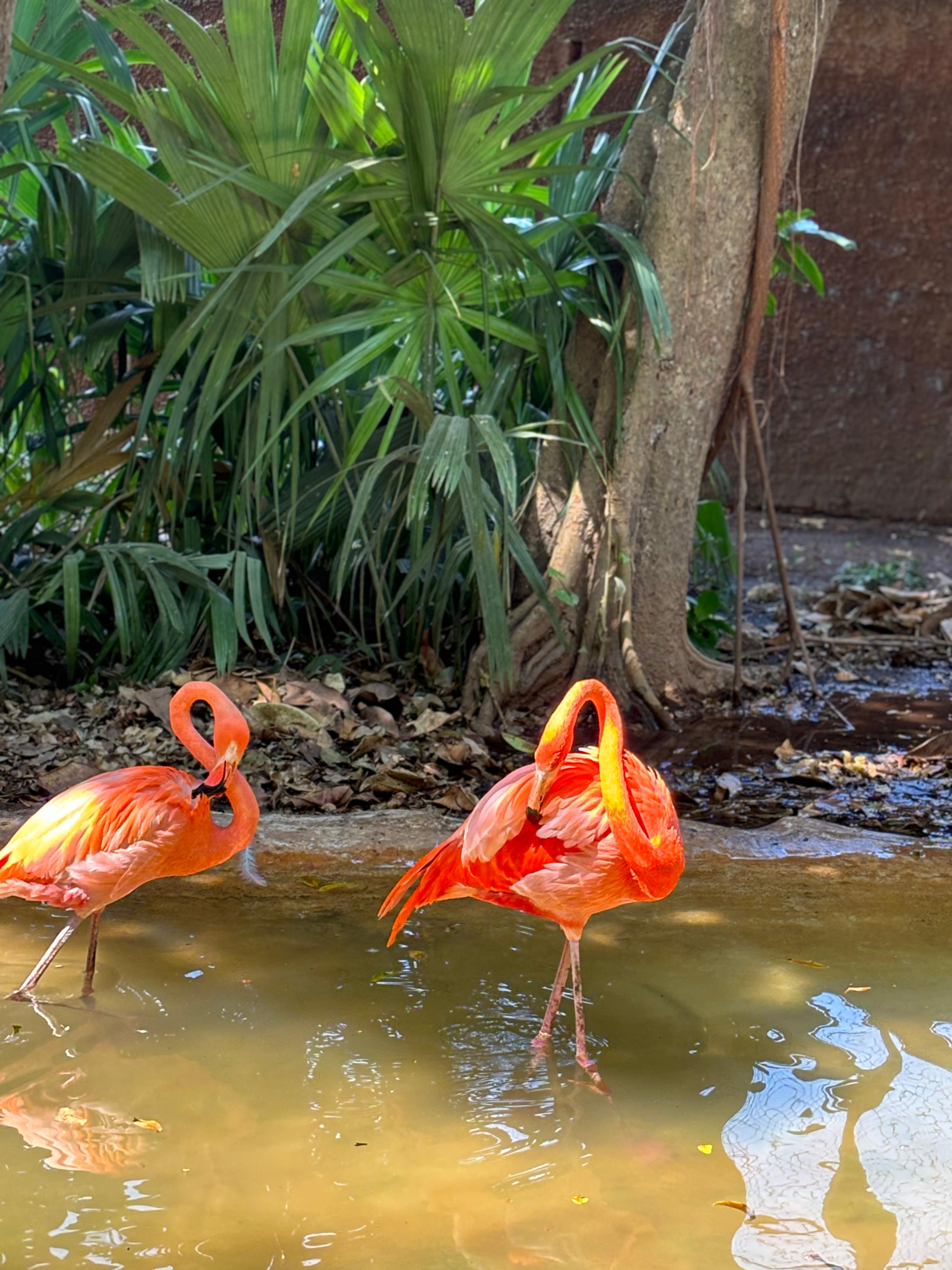 flamencos en el zoológico de Mérida 