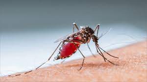 mosquito del dengue 