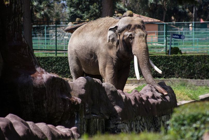 Quieres honrar a Ted, el elefante en Zacango. Foto: Parque Ecológico Zacango