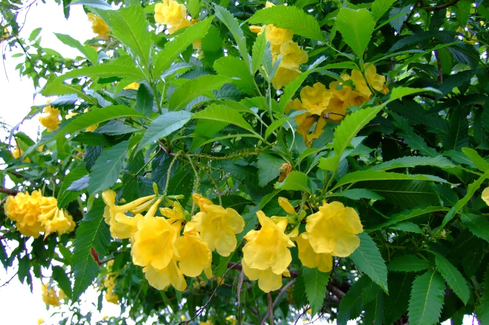 flor de xkanlol 