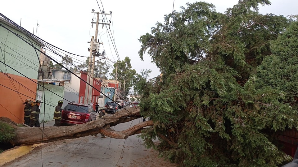Cae enorme árbol sobre vehículo en Toluca. Foto: FB Al Momento EdoMex